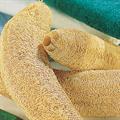 Luffa aegyptiaca
